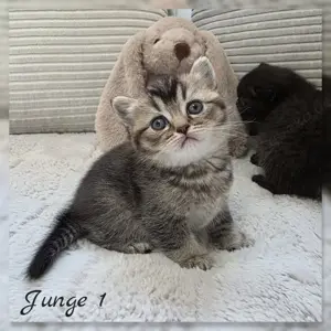 BKH Kitten Reinrassig  Bild 2