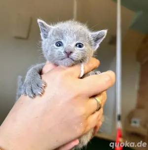 (noch zwei Kater ) sie sind da! Edle Russisch Blau x Siam Kitten! 