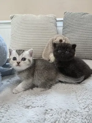 BKH Kitten Reinrassig  Bild 5