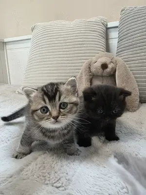 BKH Kitten Reinrassig  Bild 7