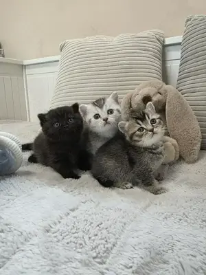 BKH Kitten Reinrassig  Bild 3
