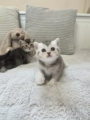 BKH Kitten Reinrassig  Bild 6