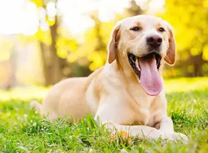 Tierbilder zu verschenken  