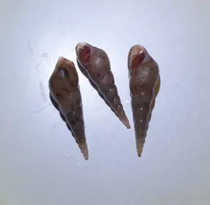 100 200x Turmdeckelschnecken 1-2cm