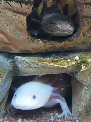 3 Axolotl abzugeben!