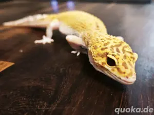 Leopardgecko Weibchen Radar