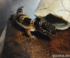 Leopardgecko Weibchen Black Night