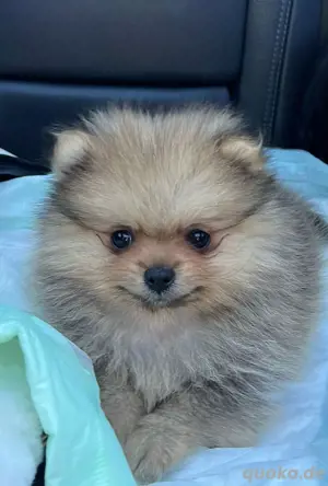 Zwergspitz Pomeranian