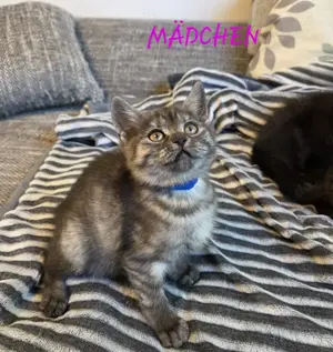 Wunderschöne Kitten 