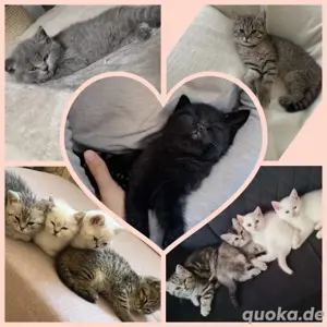 Deckkater Bkh gesund und sehr liebevoll  Bild 3
