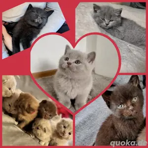 Deckkater Bkh gesund und sehr liebevoll  Bild 4