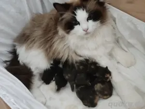 Unsere Kitten sind da!!! Ragdoll Katze EKH Mix Kitten Babys 