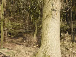 Eichenholz Bild 8