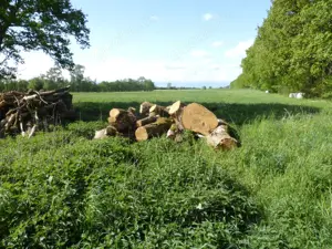Eichenholz Bild 4