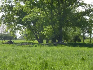 Eichenholz Bild 6
