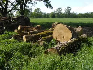 Eichenholz Bild 7