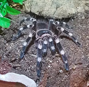 Acanthoscurria geniculata  