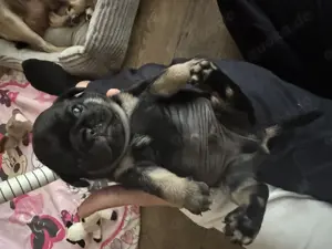 Mops Welpe Black-Tan - 1 Rüde noch frei (vergeben)