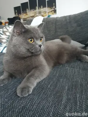 Deckkater BHK kommt zu Ihnen nach Hause