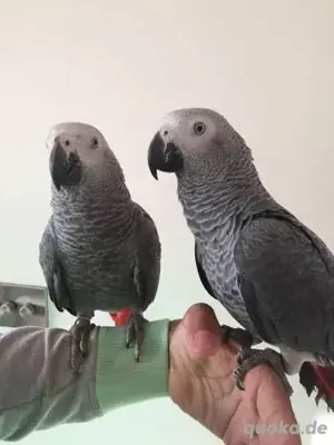 Paar sprechende Graupapageien