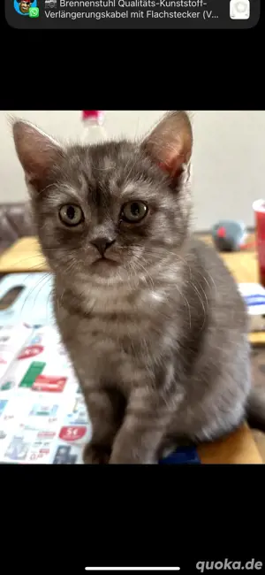 Kleiner BKH Kater sucht ein liebevolles zu Hause