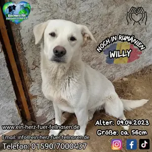 Waschechter Straßenhund Willy will endlich auch ein Zuhause