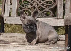 Französische Bulldogge Welpen Blue
