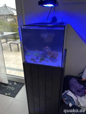 Meerwasser Aquarium Komplett Bild 8