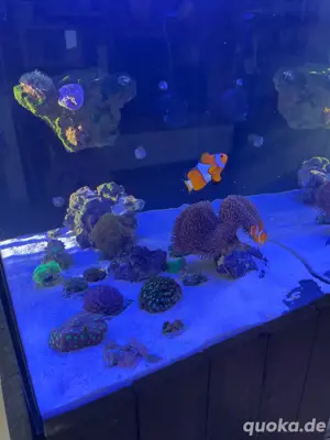 Meerwasser Aquarium Komplett