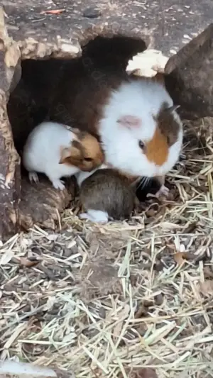 meerschweinchen 