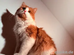 Deckkater - Maine coon mix 