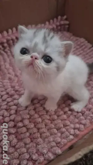 Wunderschönes Exotic Shorthair Kitten  
