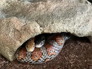 Kornnattern weiblich