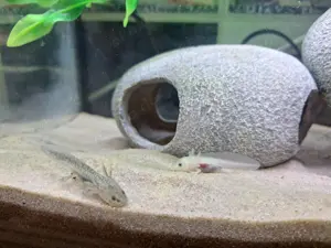2 Axolotl Jungtiere