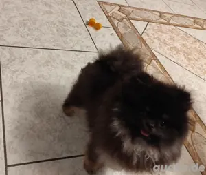 Pomerania zwergspitz Toy