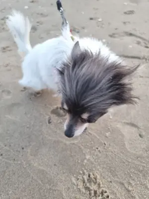 Papillon chihuahua Dame