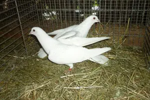 Taube zu verkaufen Bild 2