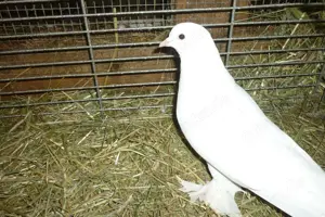 Taube zu verkaufen Bild 3
