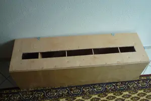 Taube zu verkaufen Bild 4