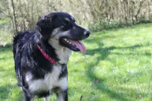 Penelope, geb. Mai 2024, kastriert