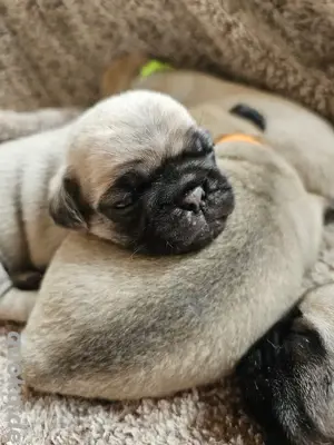 altdeutsche Mops Welpen mit Nase 