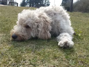 1 Labradoodle Rüde ab zu geben Bild 4