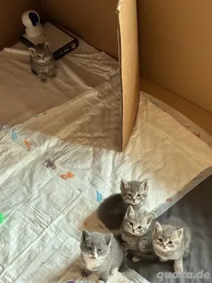 BKH Kitten Misch.