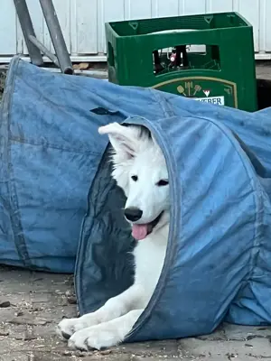 Schweizer Schäferhund