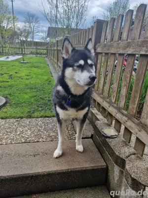 Malamute-Sibirienhuskymix