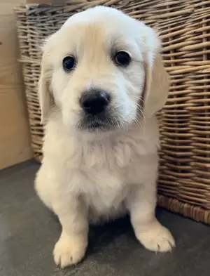 Reinrassige Golden Retriever Welpen