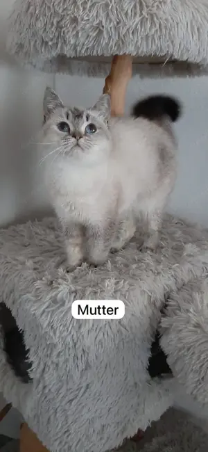 BKH Color Point Kitten