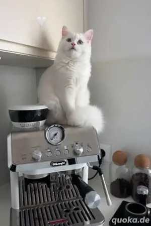 Britische Langhaarkatze 