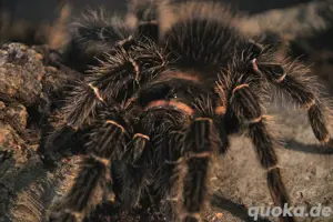 0.1. Lasiodora Parahybana (Vogelspinne)