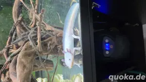 2 gesunde Axolotl & Durchlaufkühler